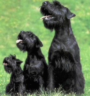 Шнауцеры жизнь, истории, факты и особенностях этой породы собак.