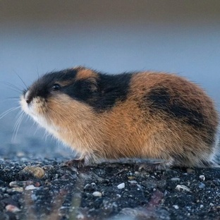 Лемминги: мифы, миграции и жизнь в арктической тундре