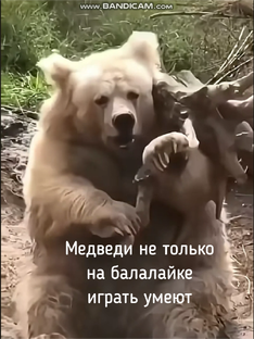 Смешные животные