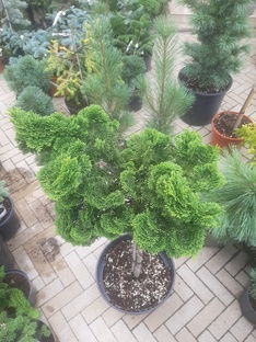 ❤🌲Кедр и кипарисовик