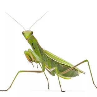 Богомолы: анатомия, поведение и эволюция хищных насекомых