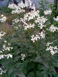 Цветы моего сада. те,  что много и те, что пытаются нараститься, несмотря на соп