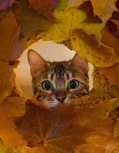 рисуночки :3