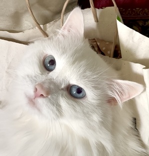 Кот Белла