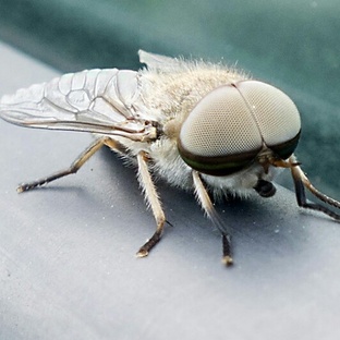 Слепень: опасный, быстрый и недооценённый хищник природы