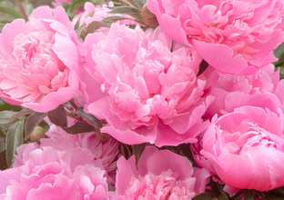 Рождение ребенка