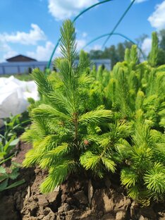 Ель голубая колючая "Глаука"