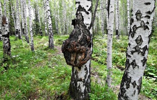 Поделки из дерева