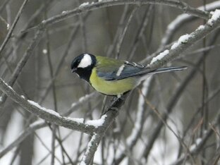 Видео. Птицы. 