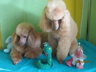 Записки хозяйки пуделей.