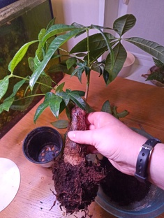 Делаем сами