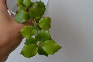 Жизнь Замечательных Хоеведов