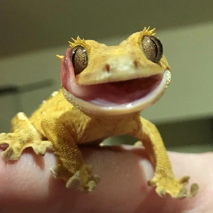 Геккон-бананоед: удивительная ящерица с фруктовым вкусом