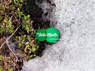 Из под снега вылазит тимьян