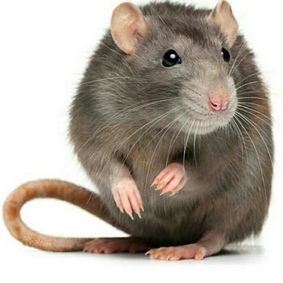 Крысы: не просто вредители — гении выживания