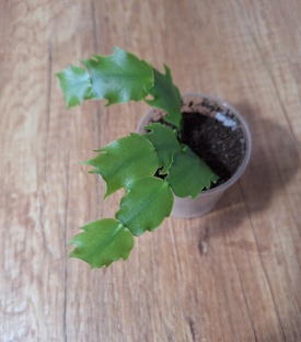 Шлюмбергера или декабрист