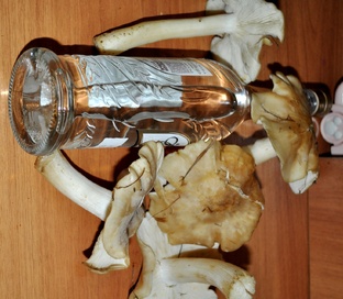 Готовим грибы