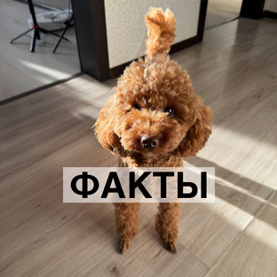 Факты о собаках