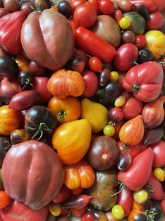 Томаты сезона 2024