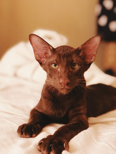 Пушистые истории