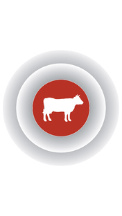 Крупный рогатый скот