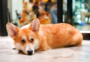 Председатель ТСЖ