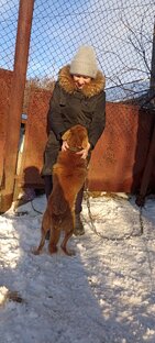Я так дорожу своей дворнягой 