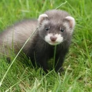 Хорёк: маленький хищник с большим характером