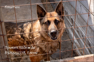 Каштан