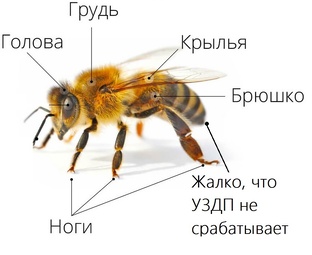 Тестируем УЗДП