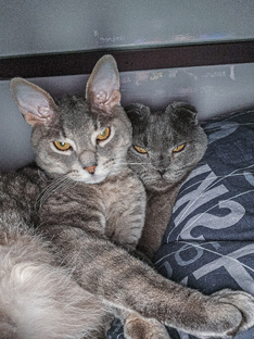 Два кота: Грей и Локи🐈💞