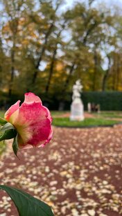 Рубрика "Печальные сны"