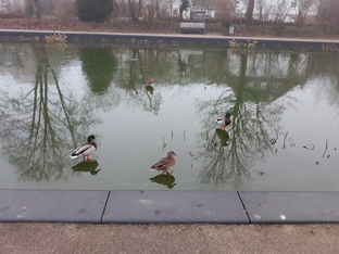 Уточки, идущие по воде.