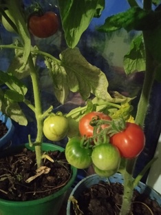 Огород на подоконнике. 