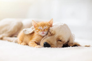 Звериные истории