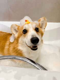 короткие истории с говорящими собаками 