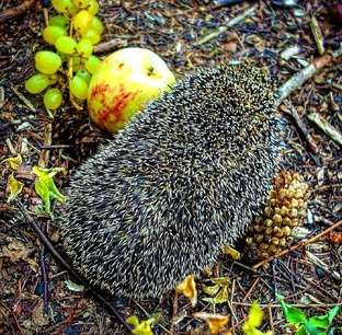 Антология дружбы