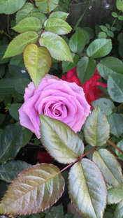 Цветы в моем саду