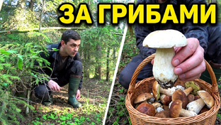 За грибами За ягодами