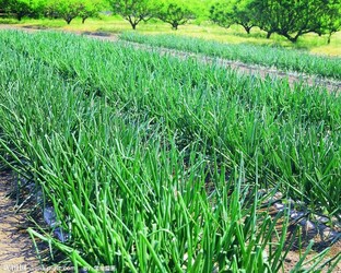 ПОЛЕЗНЫЕ СВОЙСТВА ОВОЩЕЙ И ФРУКТОВ.