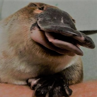 Утконос: загадка эволюции с клювом, ядом и мехом