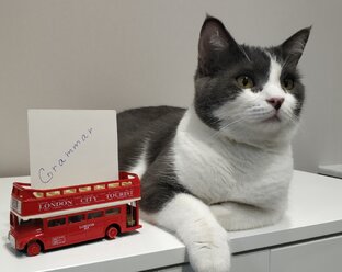 Grammar. Tenses. Voices.