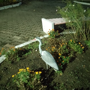 Чудеса рядом 