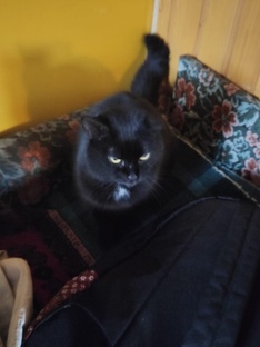 Кот эла ❤2021 года