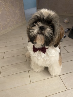 Жизнь с Прошенькой.