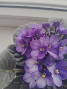 Мои комнатные растения 