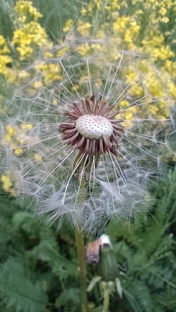 ОБЪЕКТИВное настроение