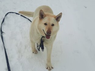 Мила 