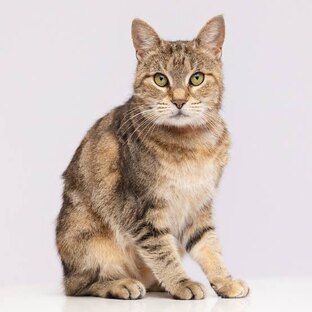 Best Cat Videos of the Decade
