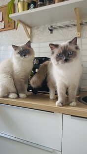 Вязка котиков 